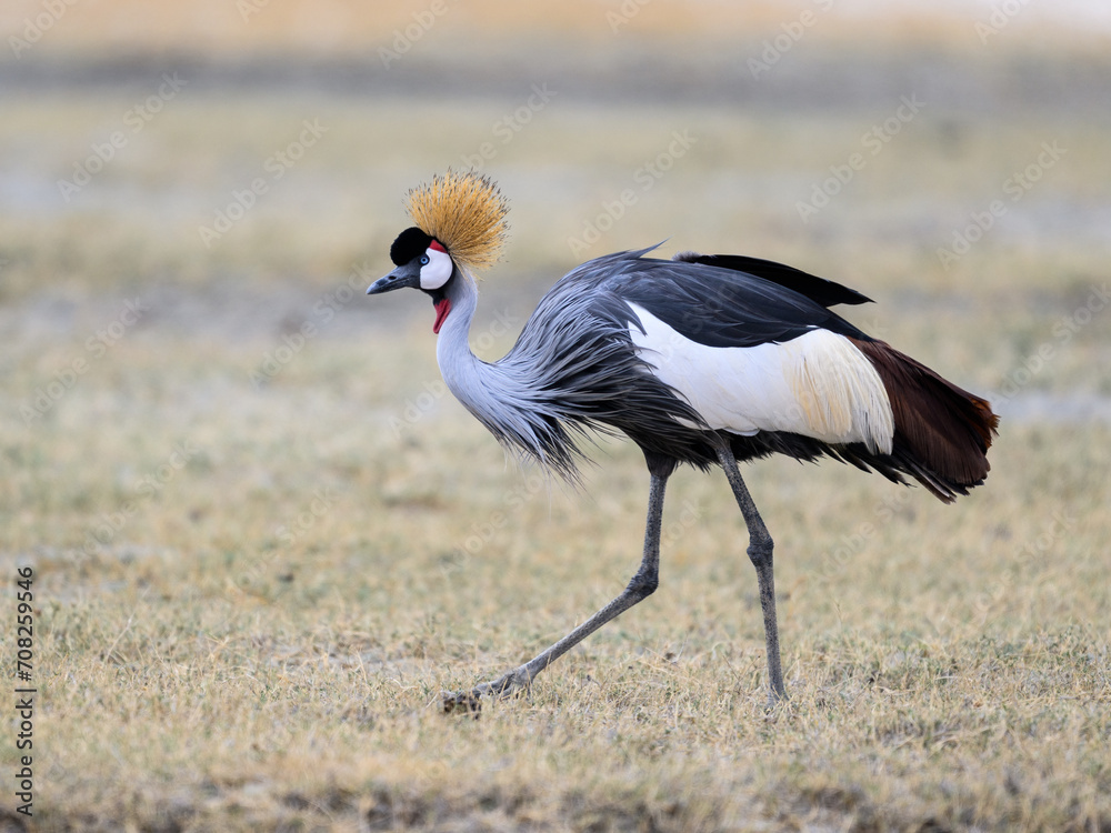 Fototapeta premium Gray Crowned-Crane closeup portrait in Ngorongoro crater