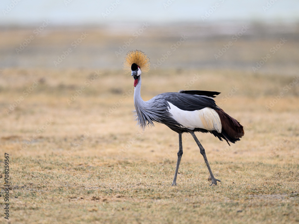 Fototapeta premium Gray Crowned-Crane closeup portrait in Ngorongoro crater