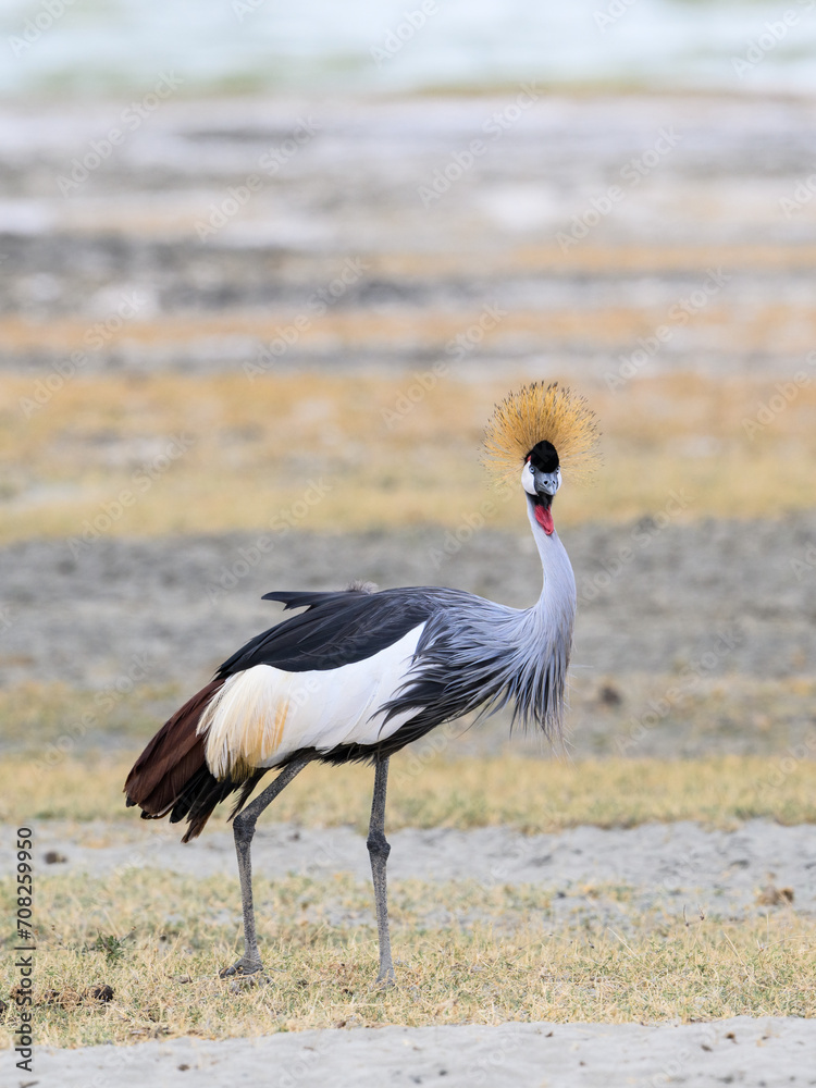Obraz premium Gray Crowned-Crane closeup portrait in Ngorongoro crater