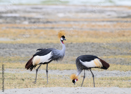 Two Gray Crowned-Cranes foraging in Ngorongoro crater