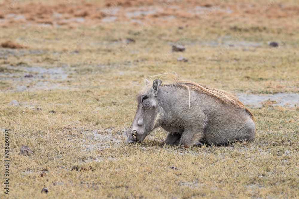 Warthogs eating with its front knees on the ground Warthogs eating with its front knees on the ground