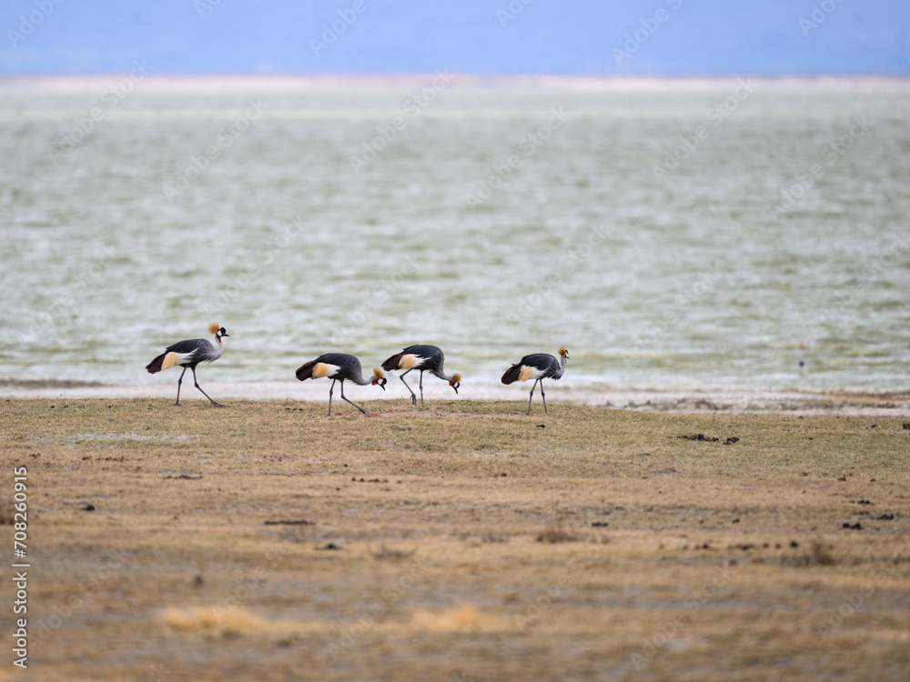 Naklejka premium Gray Crowned-Cranes foraging in Ngorongoro crater