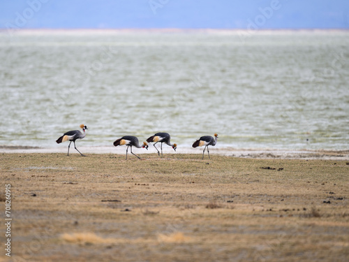 Gray Crowned-Cranes foraging in Ngorongoro crater