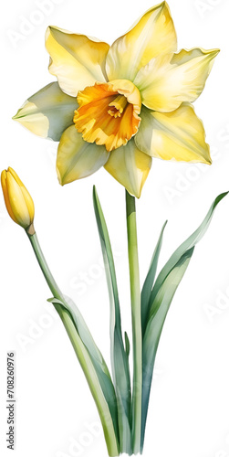 Watercolor painting of Daffodil flower. 