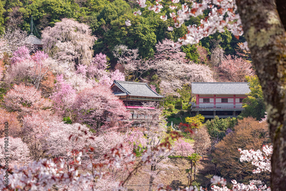 奈良県吉野山 満開の桜風景
奈良県吉野山 満開の桜風景