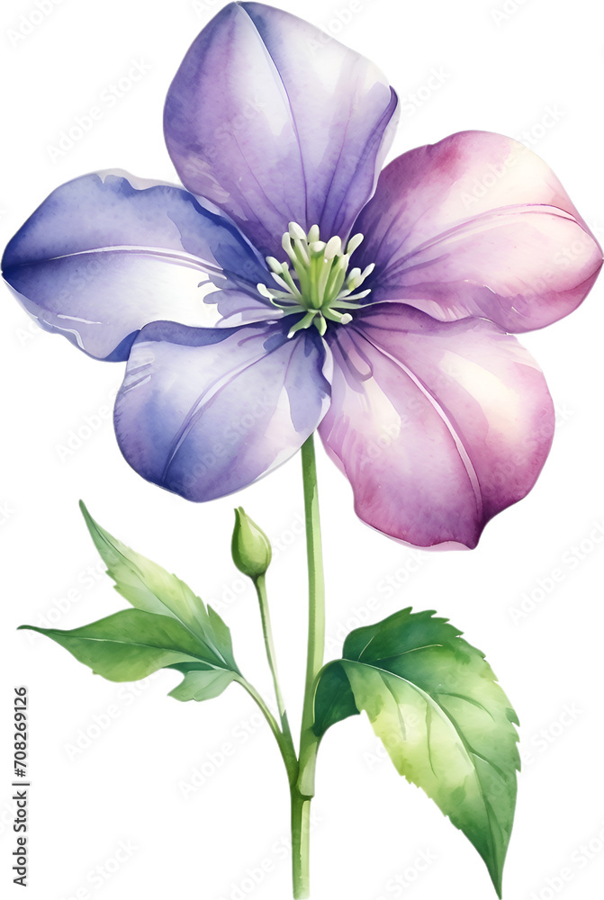 Watercolor painting of Balloon flower.
