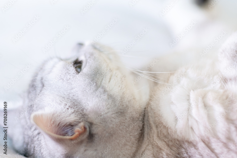 Scottish straight cat lies on his back. Cat upside down. Close up white cat face. Favorite pets, cat food. Scottish straight cat lies on his back. Cat upside down. Close up white cat face. Favorite pets, cat food.