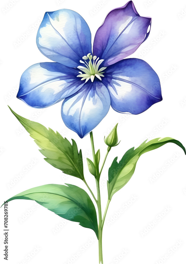 Watercolor painting of Balloon flower.