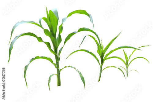 close up fresh green corn tree isolated transparent background png photo