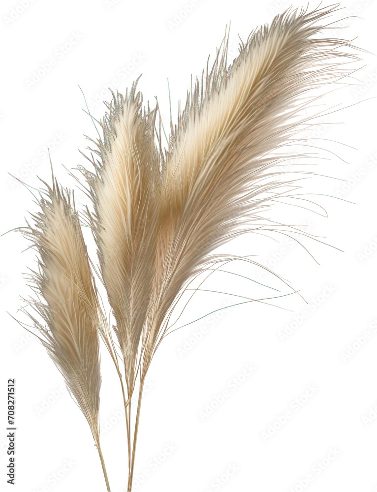 Reed grass isolated on transparent background. PNG Reed grass isolated on transparent background. PNG