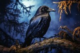 Black raven sits on a tree at night
