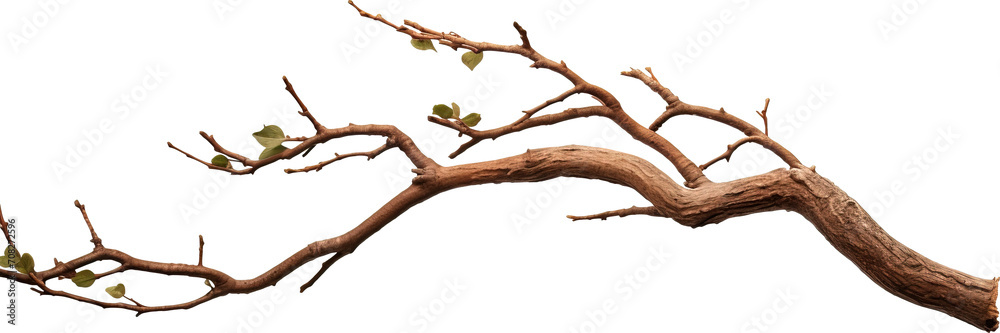 Tree branch isolated on transparent background. PNG Tree branch isolated on transparent background. PNG