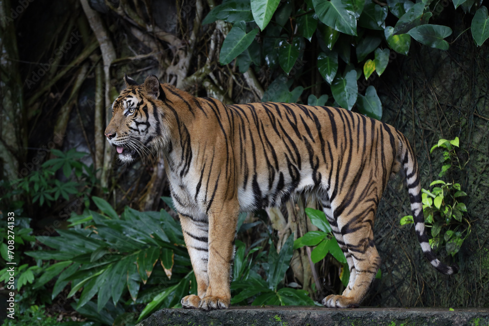 Close up Indochinese tiger is beautiful animal and dangerous in forest Close up Indochinese tiger is beautiful animal and dangerous in forest