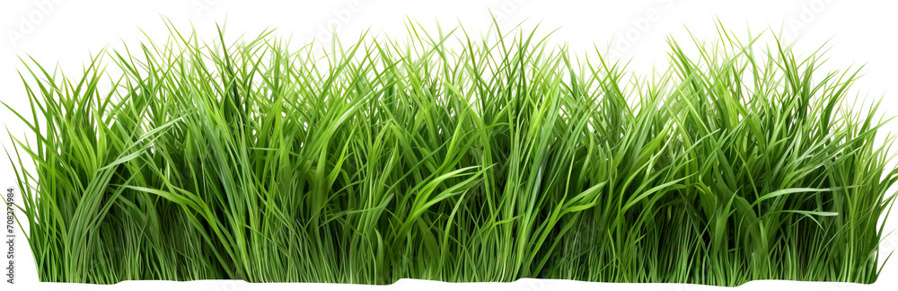 Fototapeta premium Grass isolated on transparent background. PNG