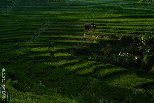 Landscape of padi rice field and chives field 