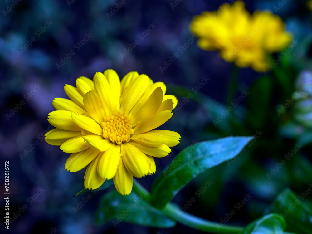 Obraz premium calendula flower with morning dew drops