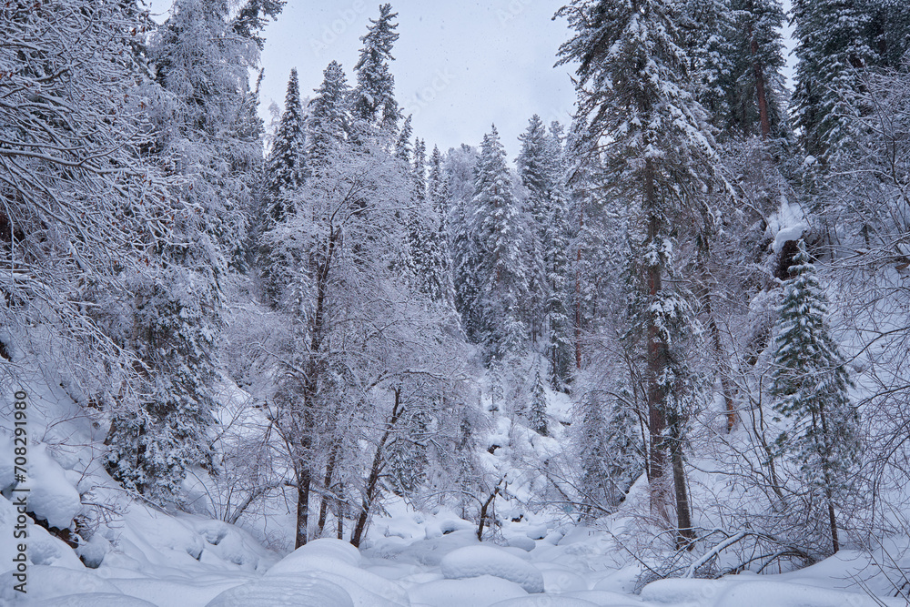 Obraz premium Footpath in winter taiga forest under heavy snow along Tevenek river on the bank of Teletskoe lake. Altai.