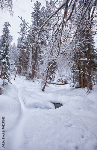 Footpath in winter taiga forest under heavy snow along Tevenek river on the bank of Teletskoe lake. Altai.