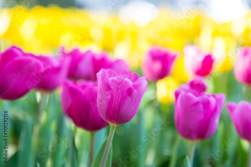 Fototapeta Naklejka Na Ścianę i Meble -  Endless rows of blooming pink tulips create a striking pattern in a dutch flower field