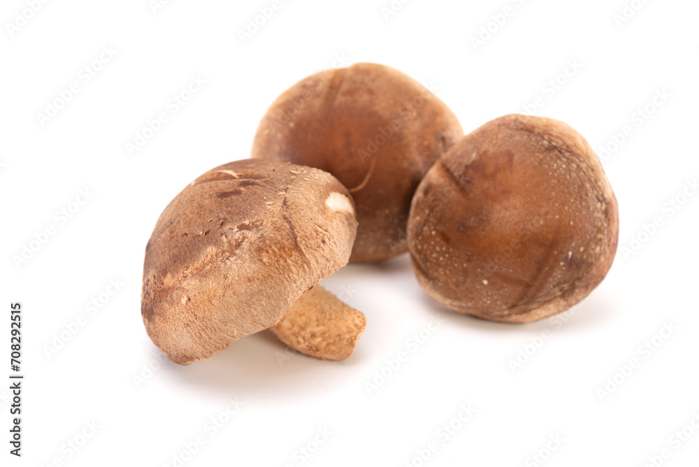 Fresh shiitake mushroom isolated on white background Fresh shiitake mushroom isolated on white background