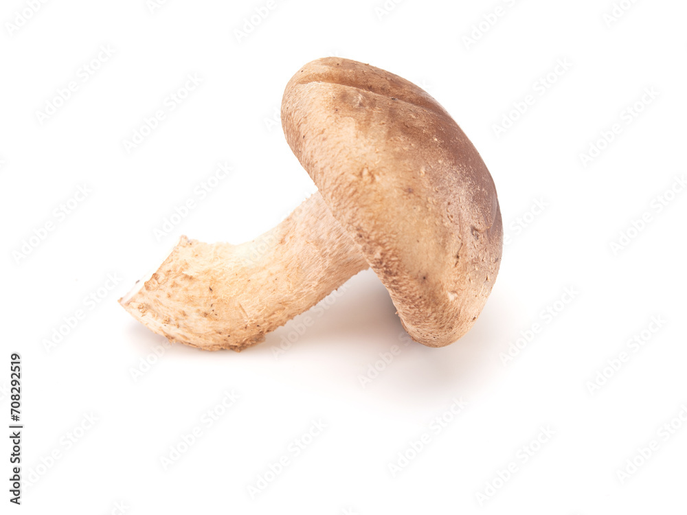Fresh shiitake mushroom isolated on white background Fresh shiitake mushroom isolated on white background