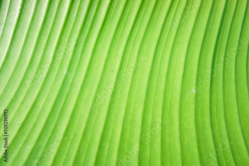 Green banana leaves provide a soft  textured green background