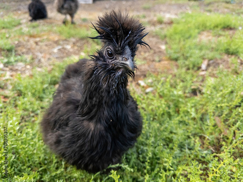 Closeup shot of a small, black, Silkie, Chicken Hen looking at camera while walking around on a small homestead on a bright evening