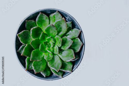 Flat lay of Succulent Echeveria agavoides potted plant isolated on white background.