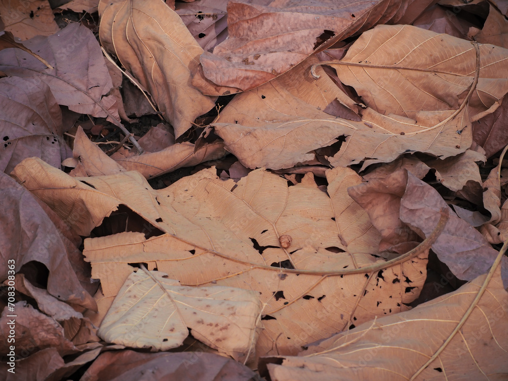 Close-up of dry leaves for a natural background