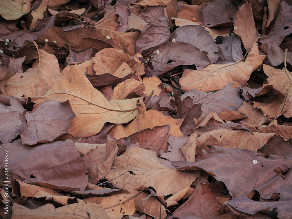 Close-up of dry leaves for a natural background Close-up of dry leaves for a natural background