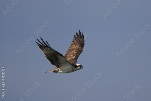 common buzzard is hunting a fish © Matthewadobe