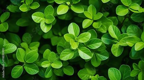 Closeup beautiful nature view of green leaf on blurred greenery background in garden with copy space using as background natural green plants landscape, ecology, fresh wallpaper concept. Generative Ai