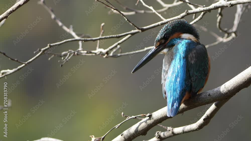 common kingfisher in a forest common kingfisher in a forest
