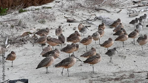 4K HD video of many Long-billed Curlew clustered in groups on a sandy beach
