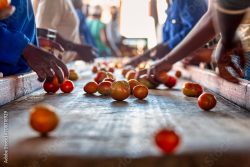 african american workers picking tomatoes from a conveyer belt sorting them by size photo