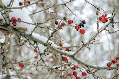 Rose hips in the snow. Snowy winter.