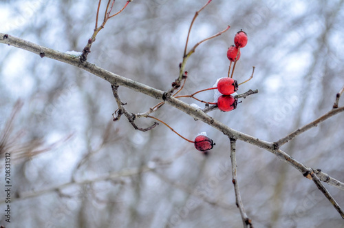Red rose hips against a background of white snow.