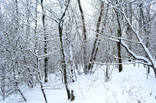 Winter forest. Tree branches in white snow.