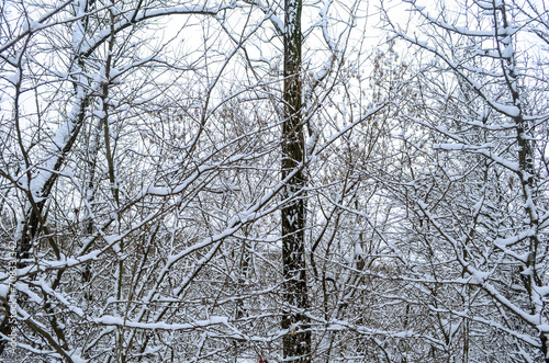 Trees in white snow. Fairytale winter forest.	