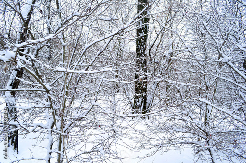 Trees in white snow. Fairytale winter forest.