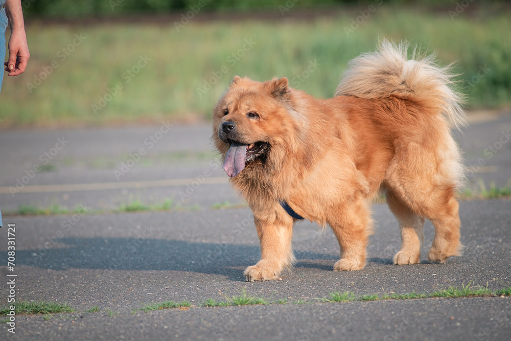 Fototapeta premium A beautiful purebred chow-chow dog on a walk in a summer park.