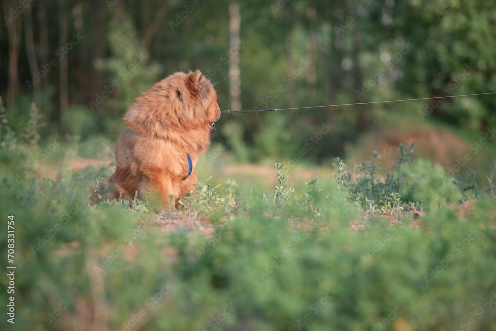 A beautiful purebred chow-chow dog on a walk in a summer park. A beautiful purebred chow-chow dog on a walk in a summer park.