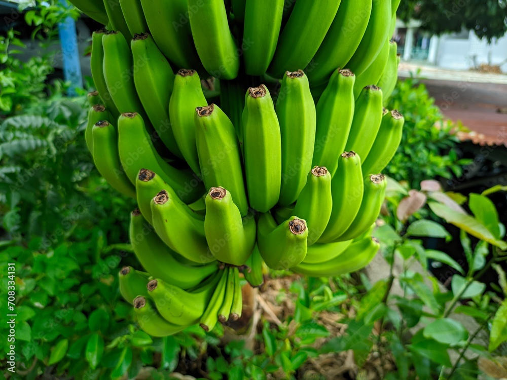 Bananas are one of the nutritious and nutritious healthy foods, especially for athletes