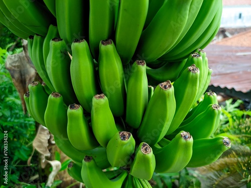 Fotografija Bananas are one of the nutritious and nutritious healthy foods, especially for a