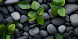 green and black stones,lucky bamboo on the black stones,Anubias aquarium plants growing in a nursery,Black stones and bamboo srout,Black stones background AI Generated ,Zen stones and bamboo on the 