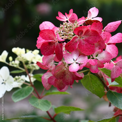 Hydrangea paniculata Diamant Rouge.Bright flowers, bright inflorescence.