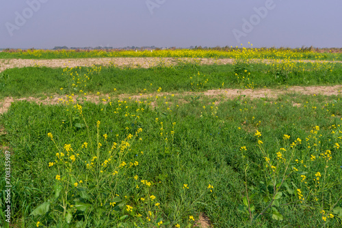 Blooming mustard in the field. Mustard during flowering. photo