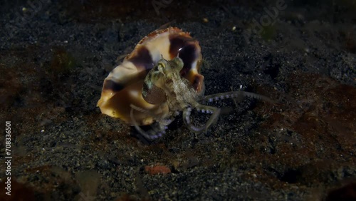 A baby Coconut Octopus - Amphioctopus marginatus is catching tiny shrimps in the night.  Sea life of Tulamben, Bali, Indonesia. 4k slow motion. photo