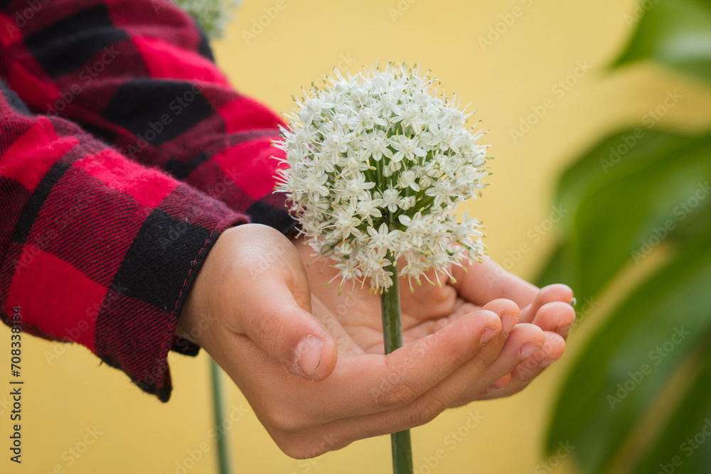 hands and flower of onion