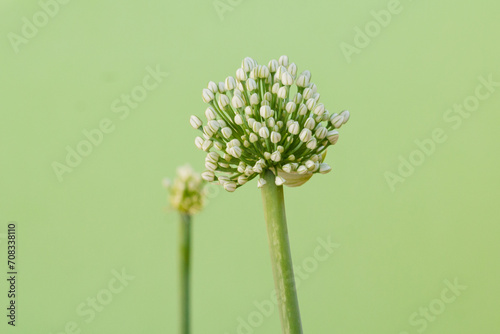 flower of onion